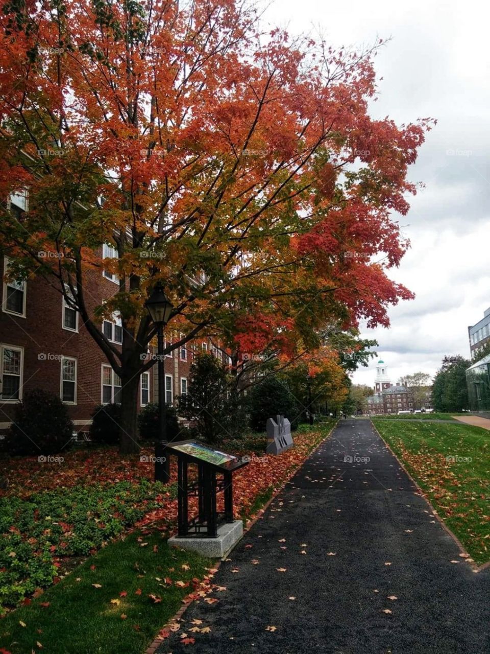 Fall colors at HBS the Howard business school USA.