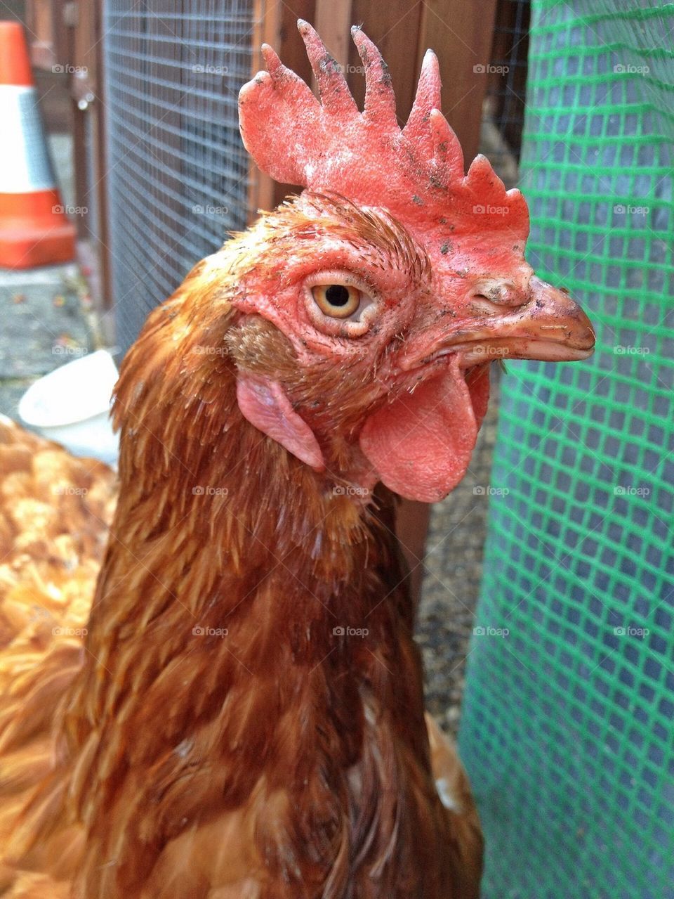 Violet the ex battery hen 