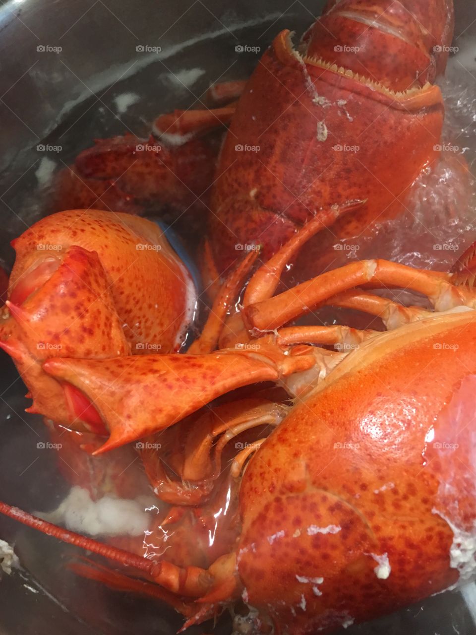 Lobsters cooking in water