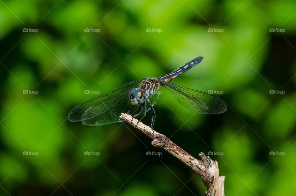 Dragonfly