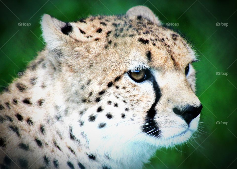 Animals, cheetah, cat, mammal, predator, concentration, wild animals,
