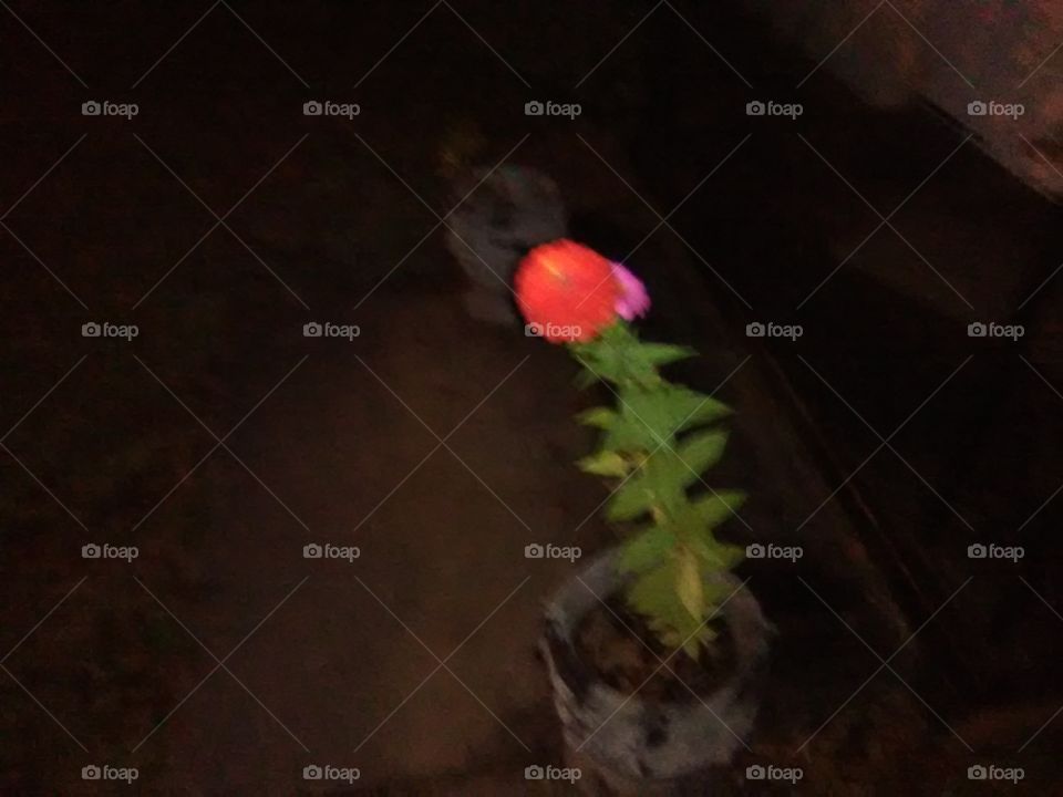 No Person, Flower, Still Life, Blur, Daylight