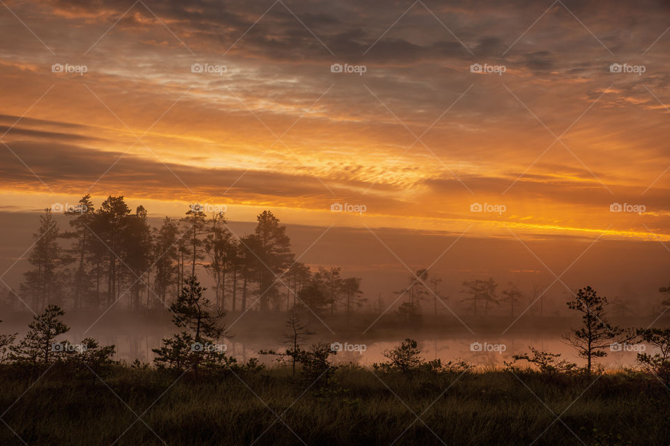 Summer morning. Sunrise. Light.