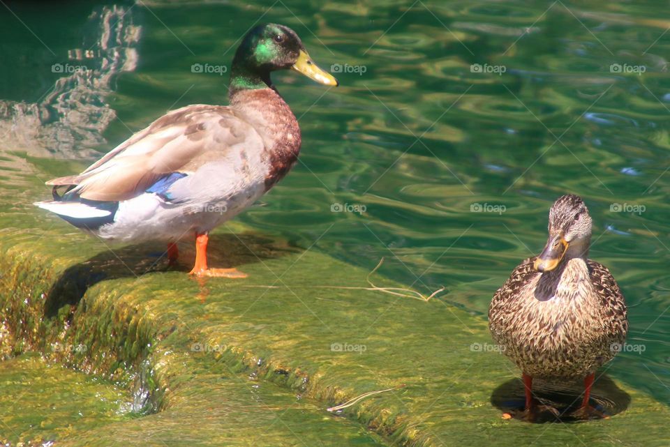 Mated Pair of Ducks at Waterfall