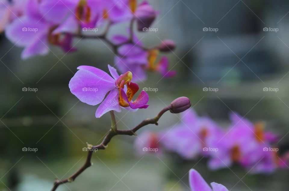 purple bloom 🏵️🏵️🏵️