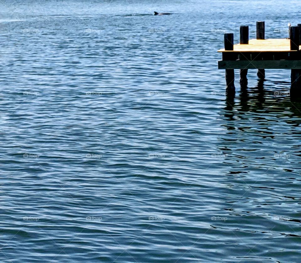 Dolphin playing by the dock