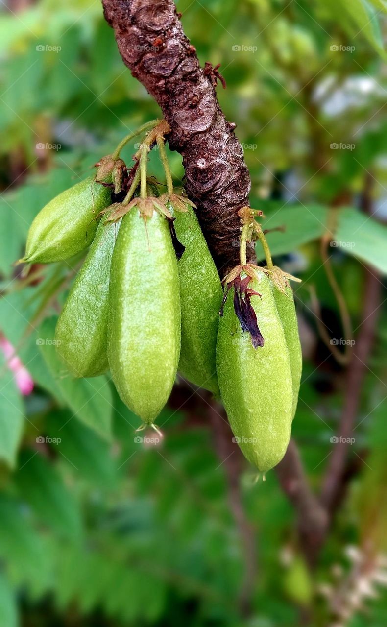 Averrhoa bilimbi is a fruit-bearing tree of the genus Averrhoa, family Oxalidaceae. It is a close relative of the carambola tree