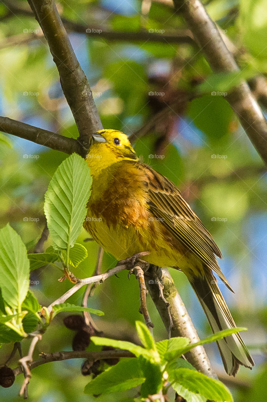 Nature, Bird, Wildlife, No Person, Outdoors