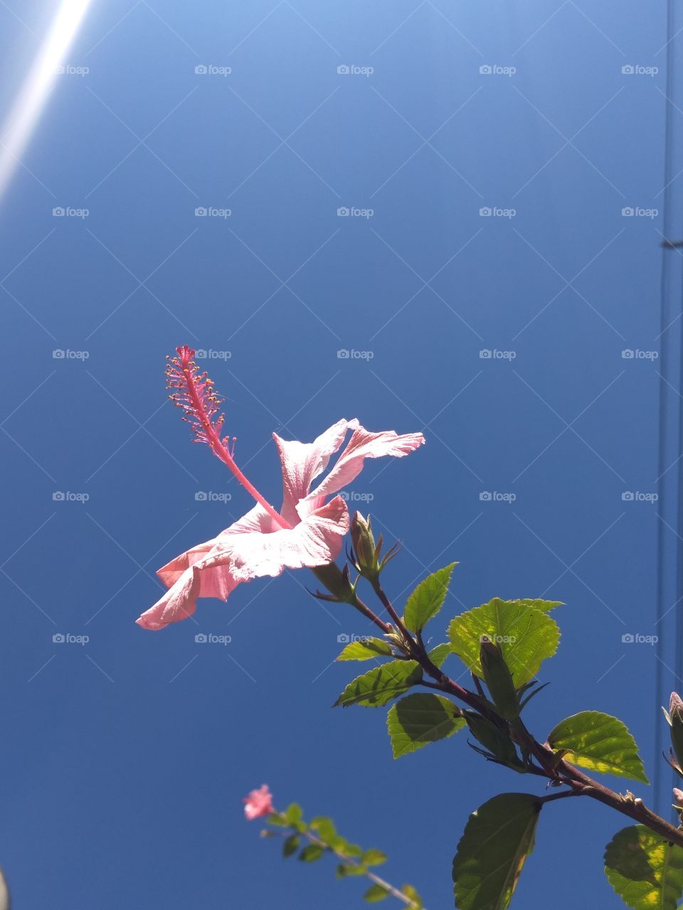 pink Hibiscus and BLUE sky