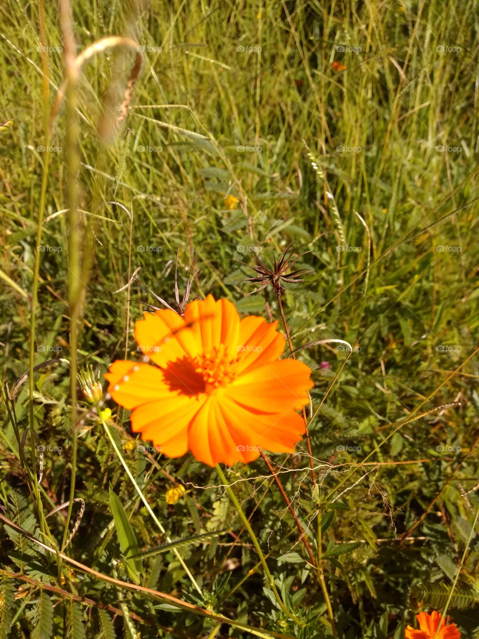 flowers