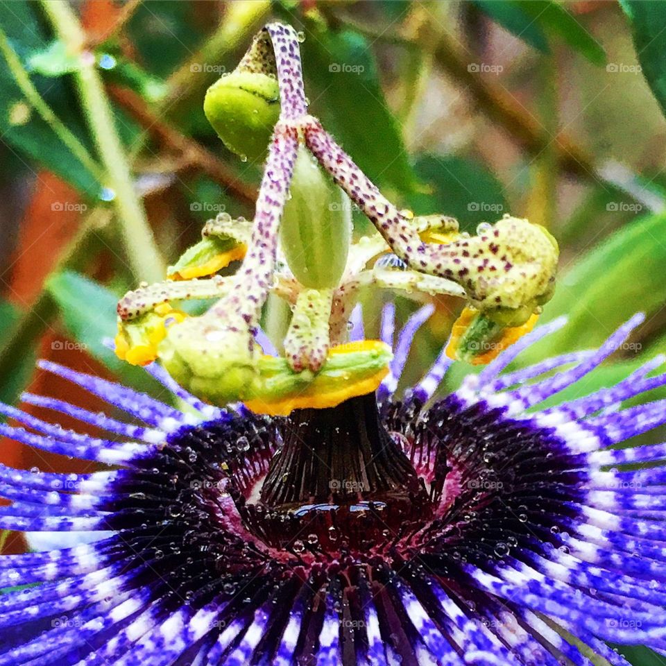 Passion flower closeup. 