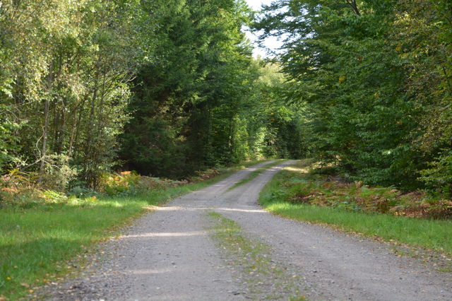 Path