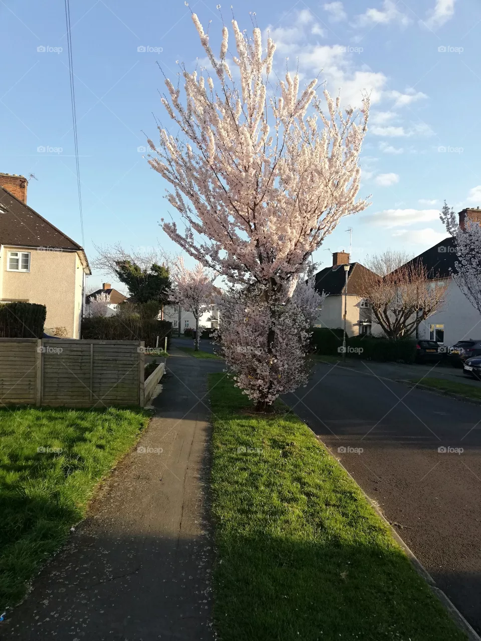 tree