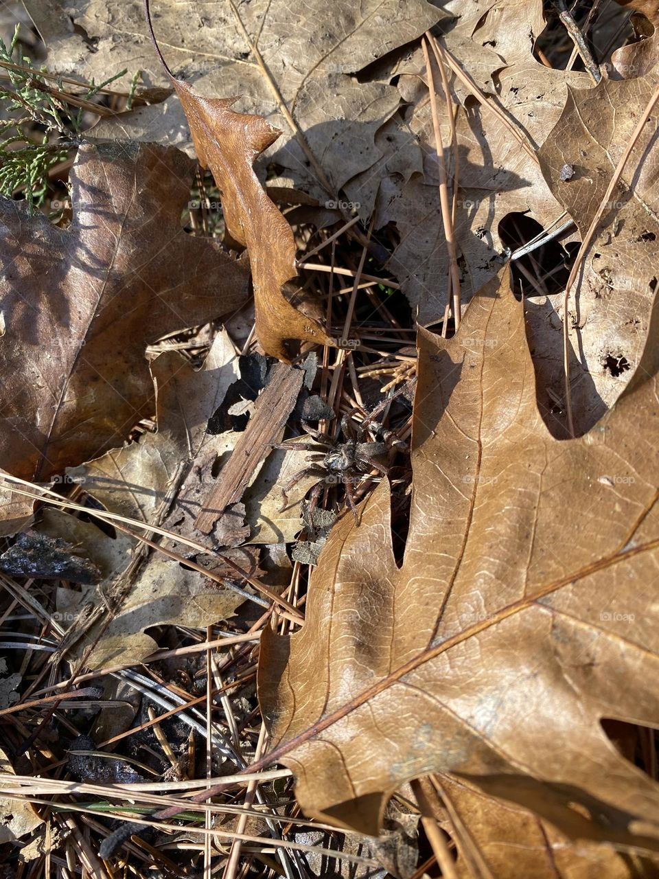 Spider on oak leaves