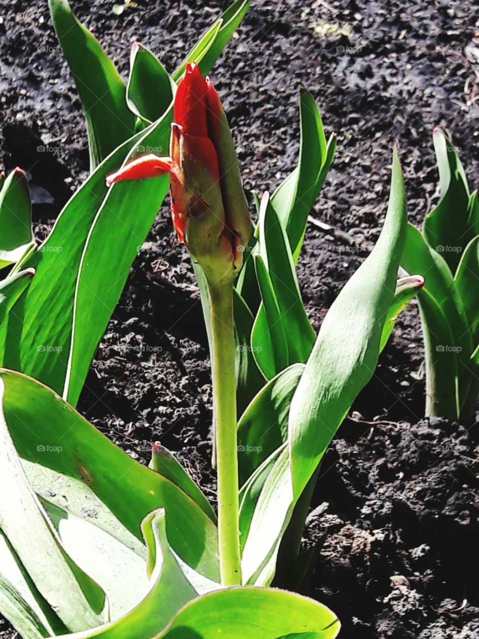 park spring time sun sunny colors colorful nature wild plants flowers amazing stunning cool nice weather hot lovely sky forest grass view splendid