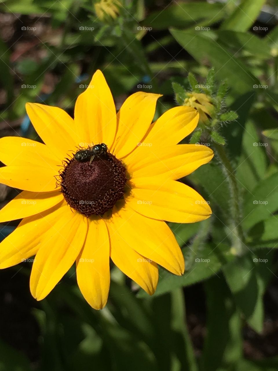 Flower with insect