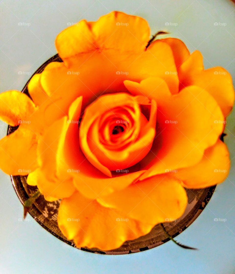 beautiful orange rose in a glass