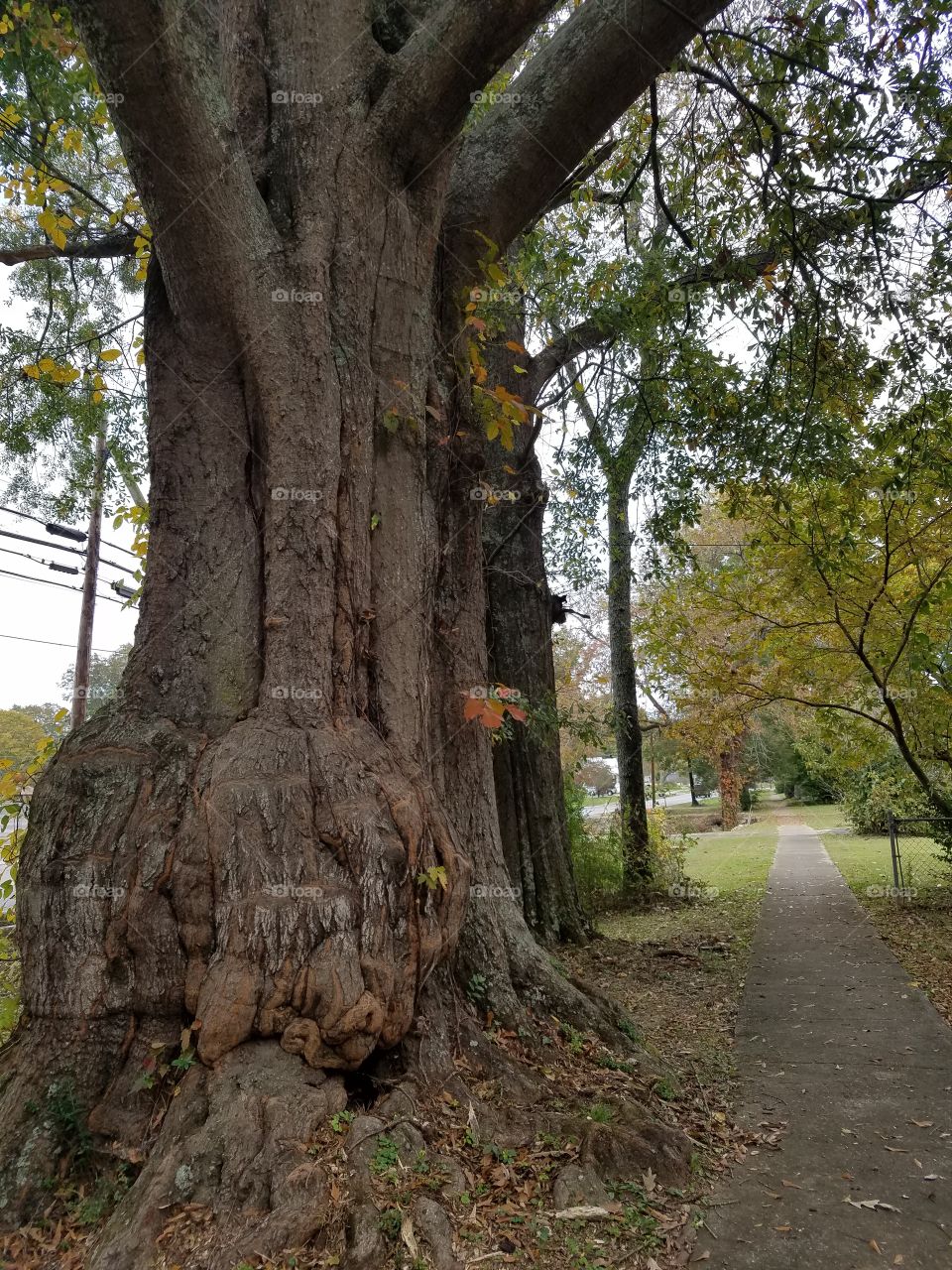 Old tree with interesting trunk