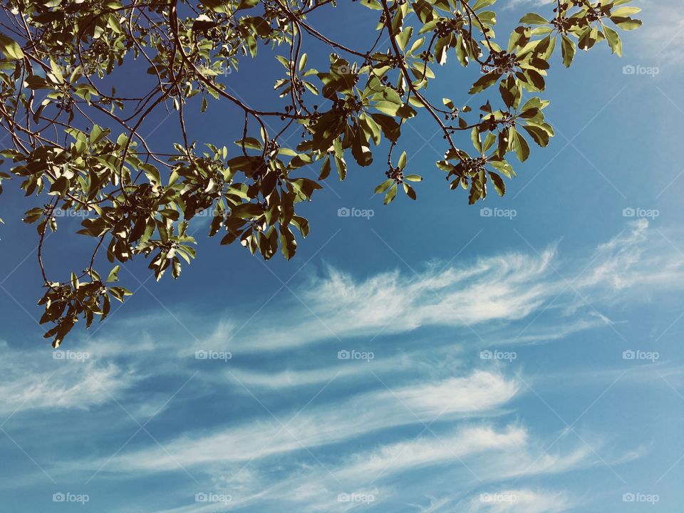 Clouds pattern in the sky and a tree.