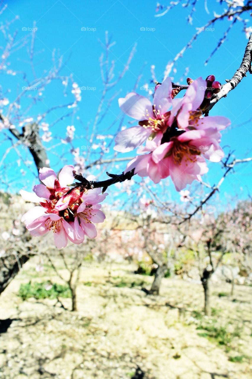 Almond tree blossom