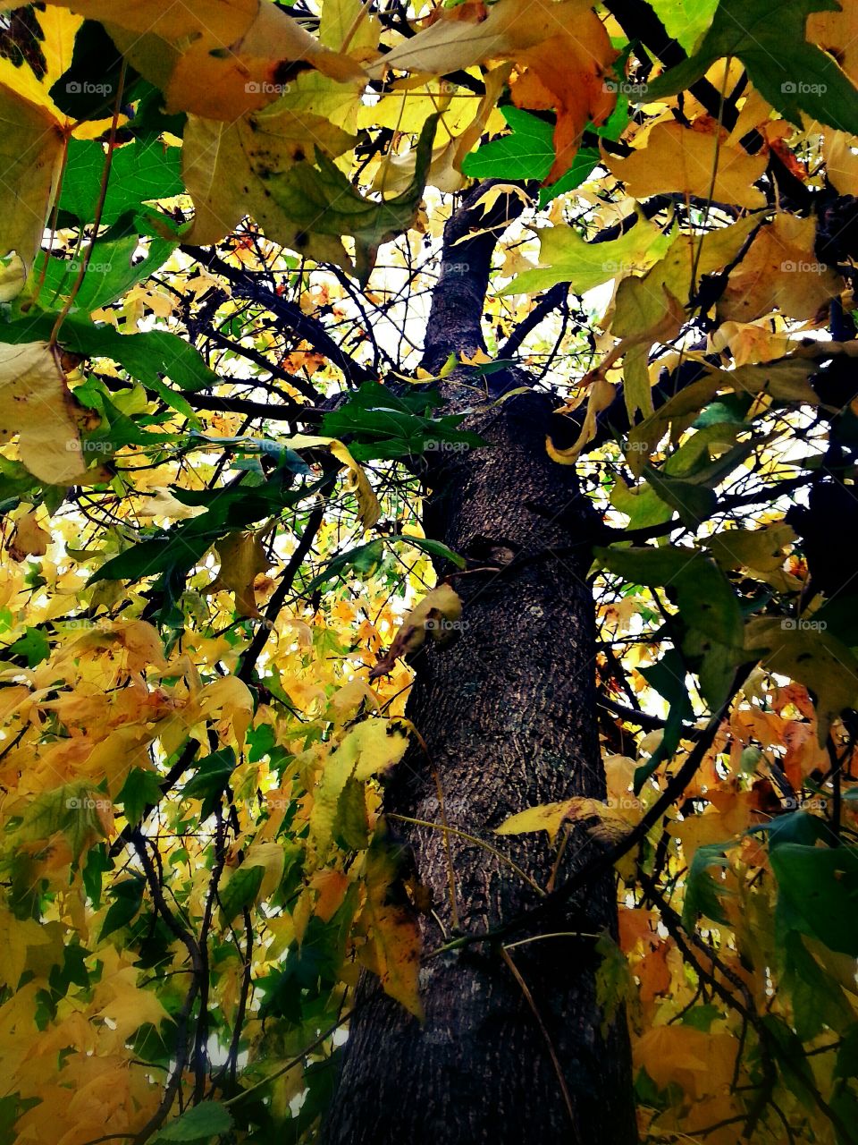 Looking up a tree