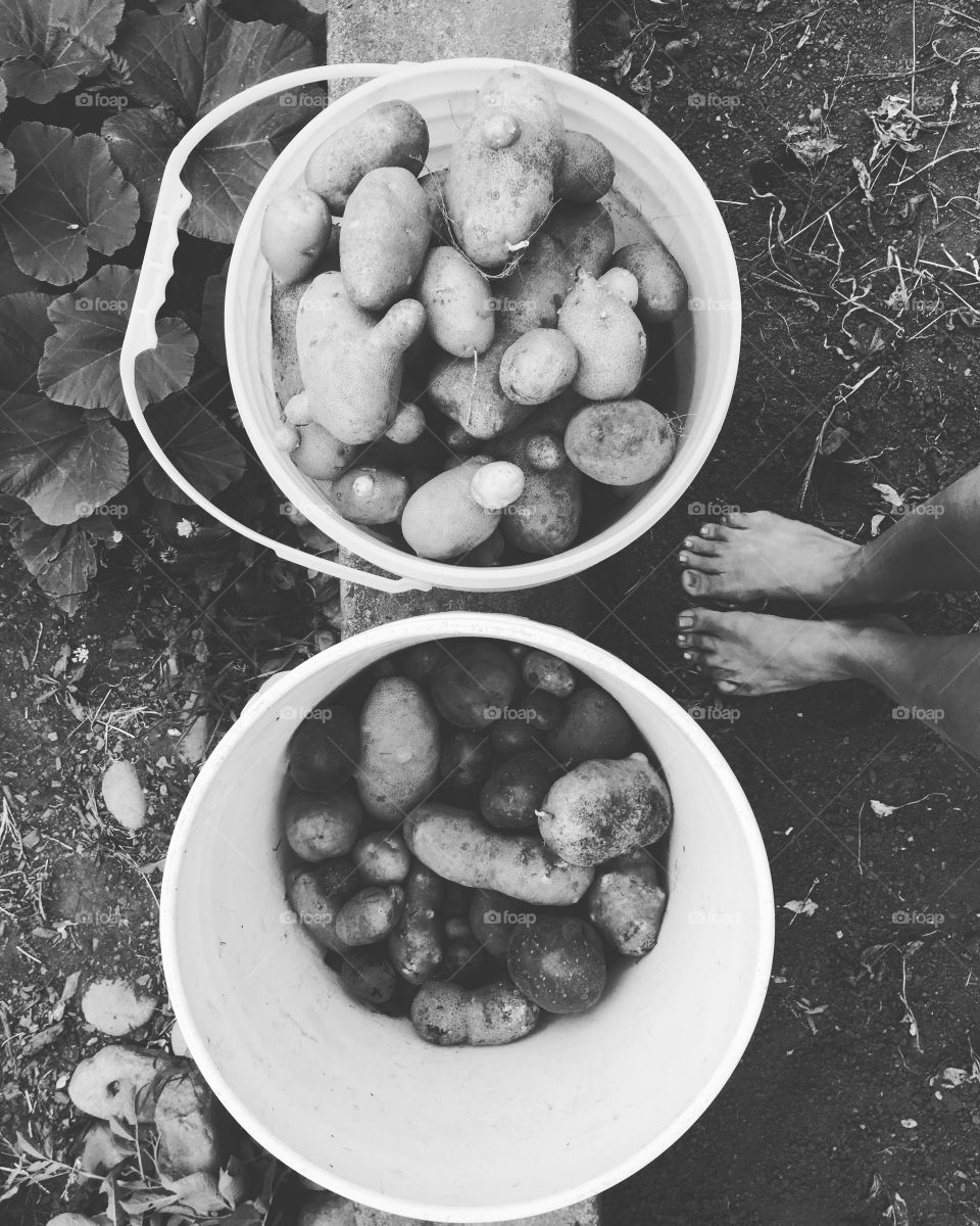 Barefoot potato mornings at the farm. 