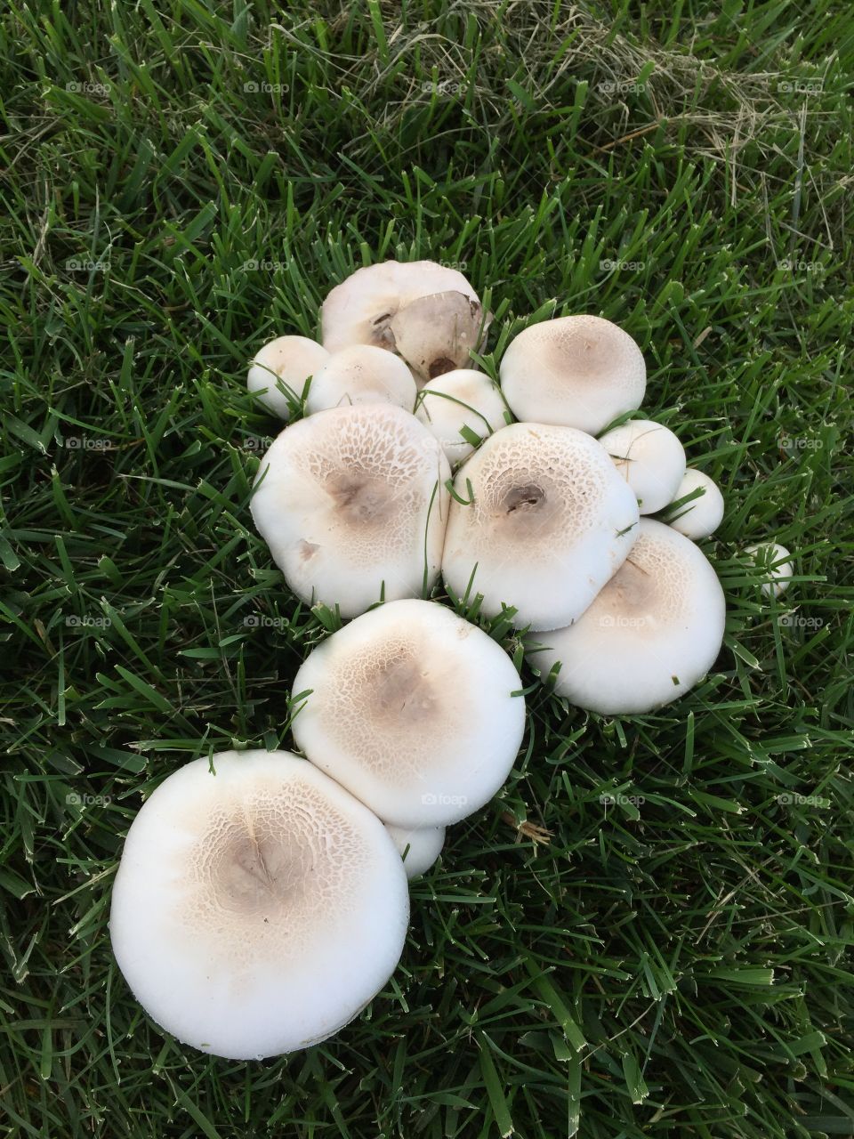 Round mushrooms