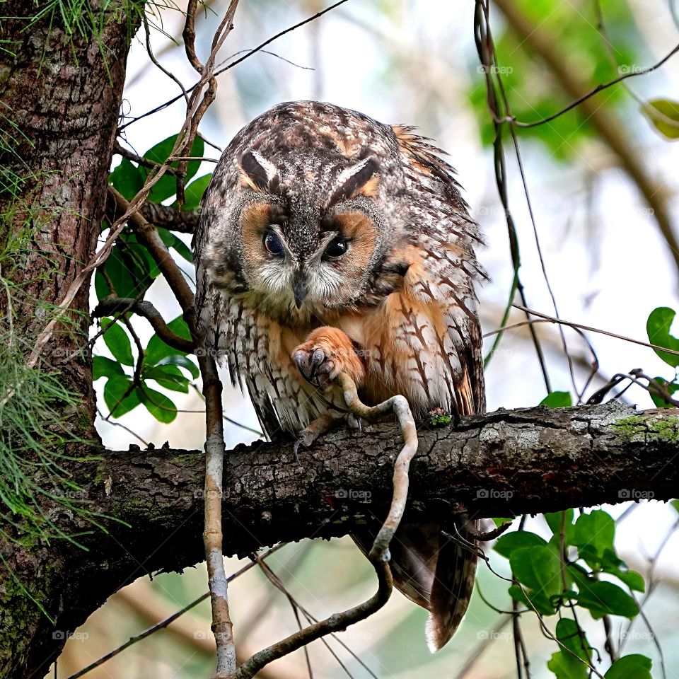 Beautiful and cute bird