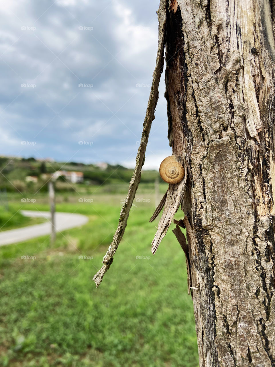 Background from a brown spiral snail on an old tree close-up on a background of green meadows. Natural backgrounds.