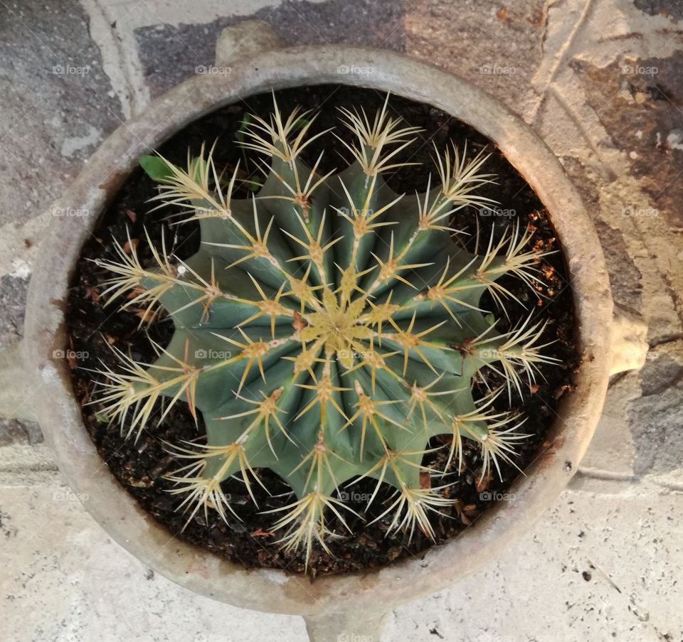 Cactus, No Person, Nature, Round Out, Succulent