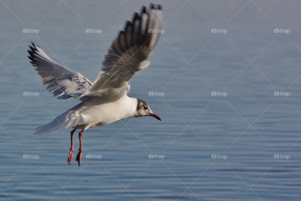 Bird with spread wing