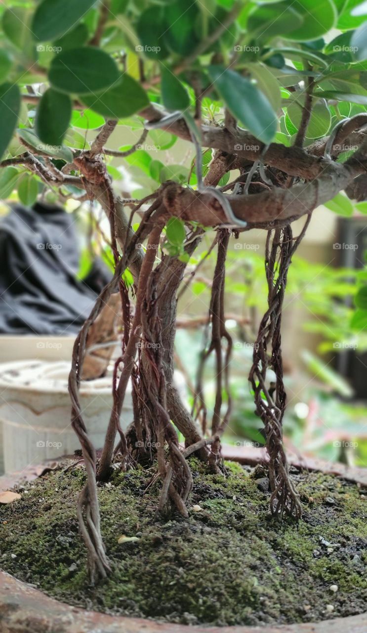 Beringin Dolar Bonsai