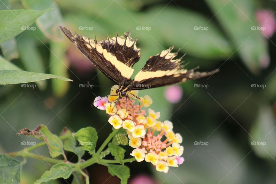 Yellow black butterfly
