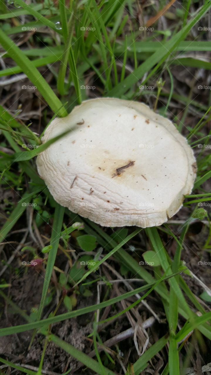 mushroom