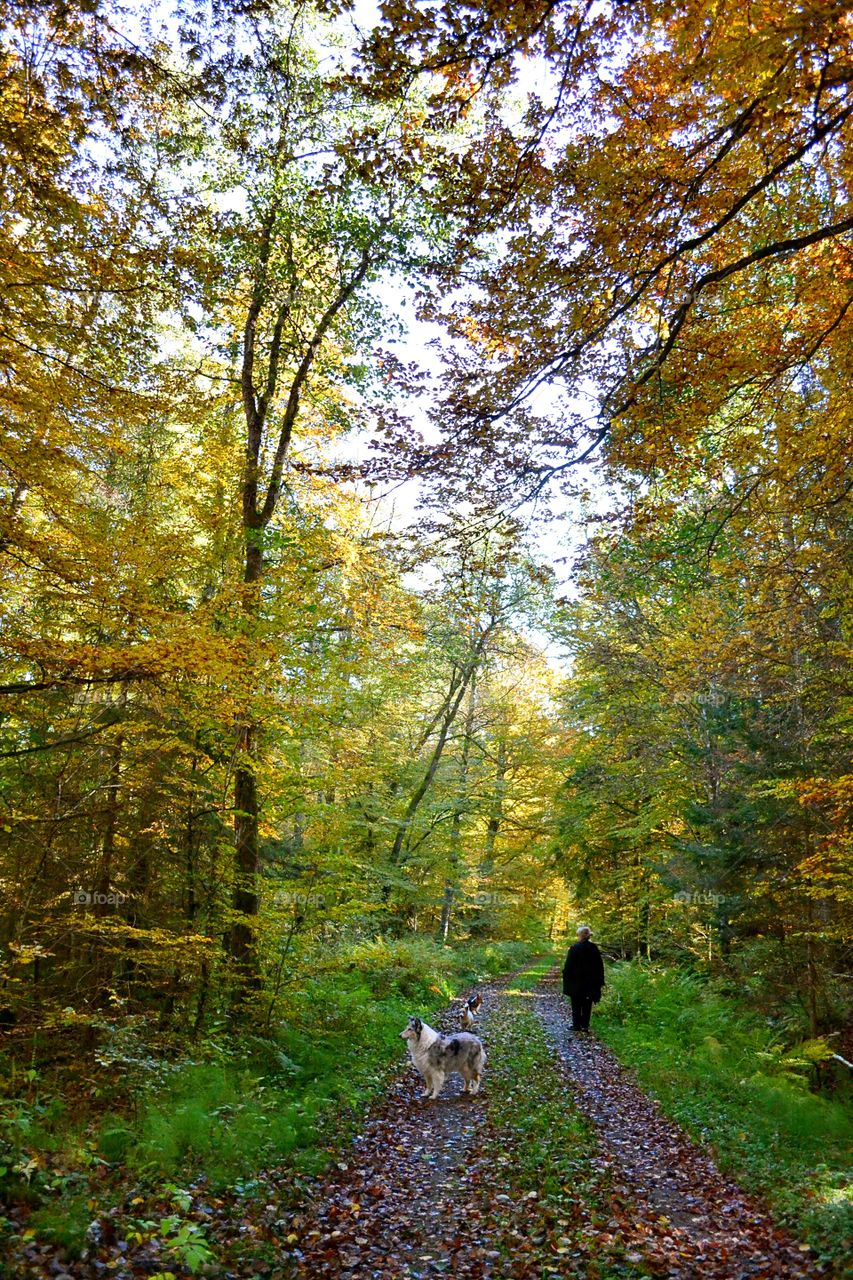 Trees in forest