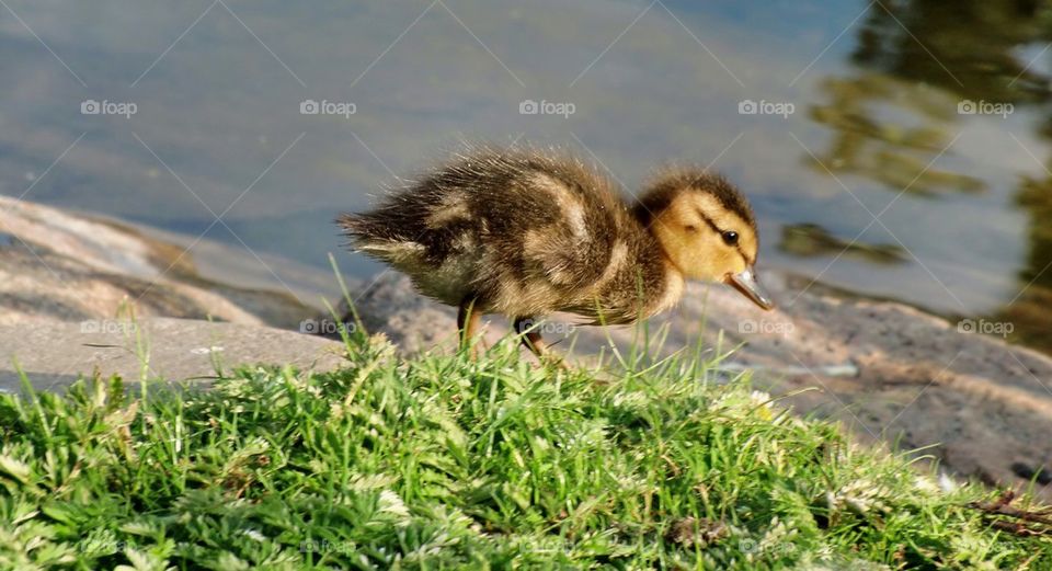 Close-up of duckling