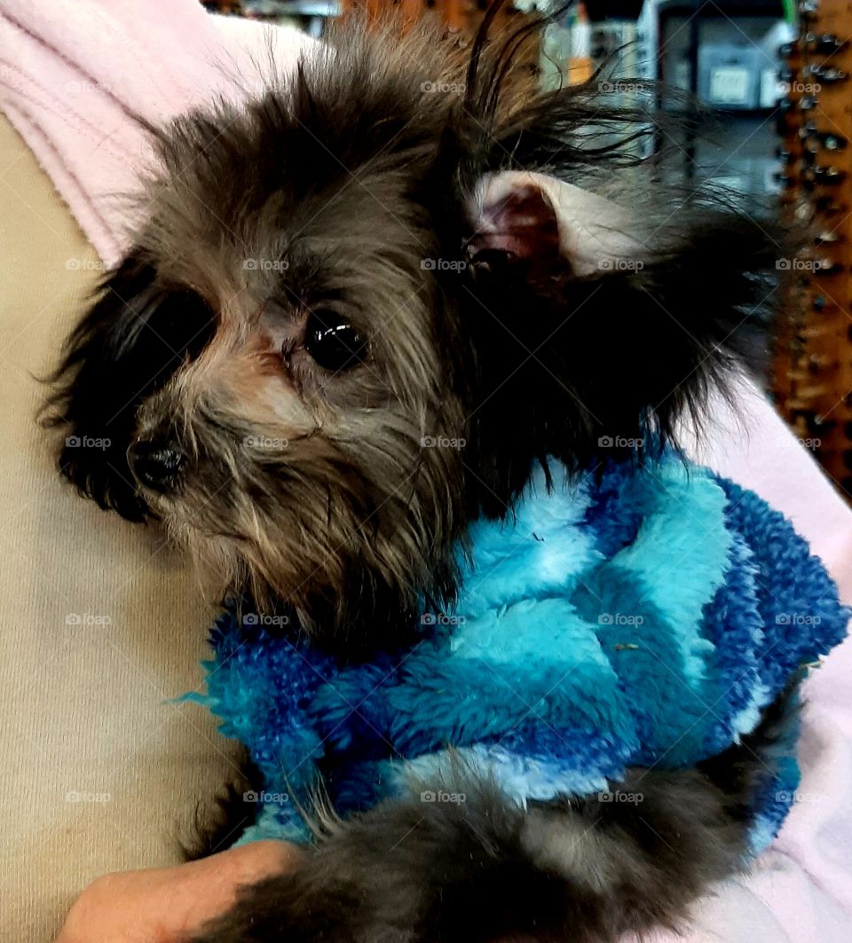 and here he is in his new sweater! yeh he doesn't looked thrilled.