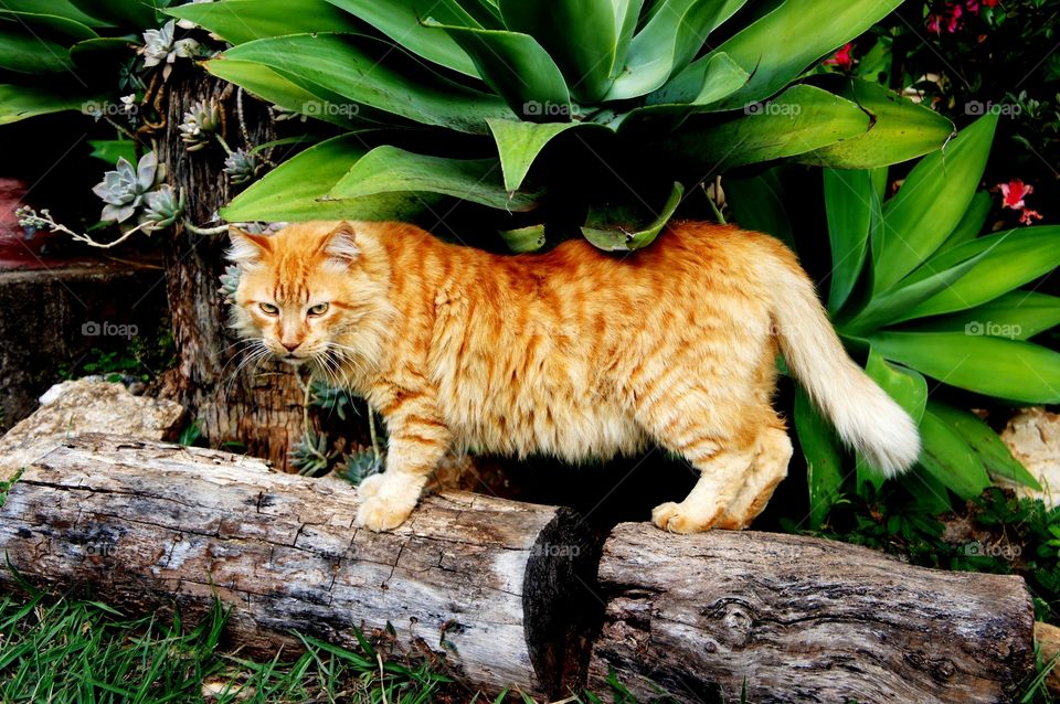 A ginger cat standing on tree trunk