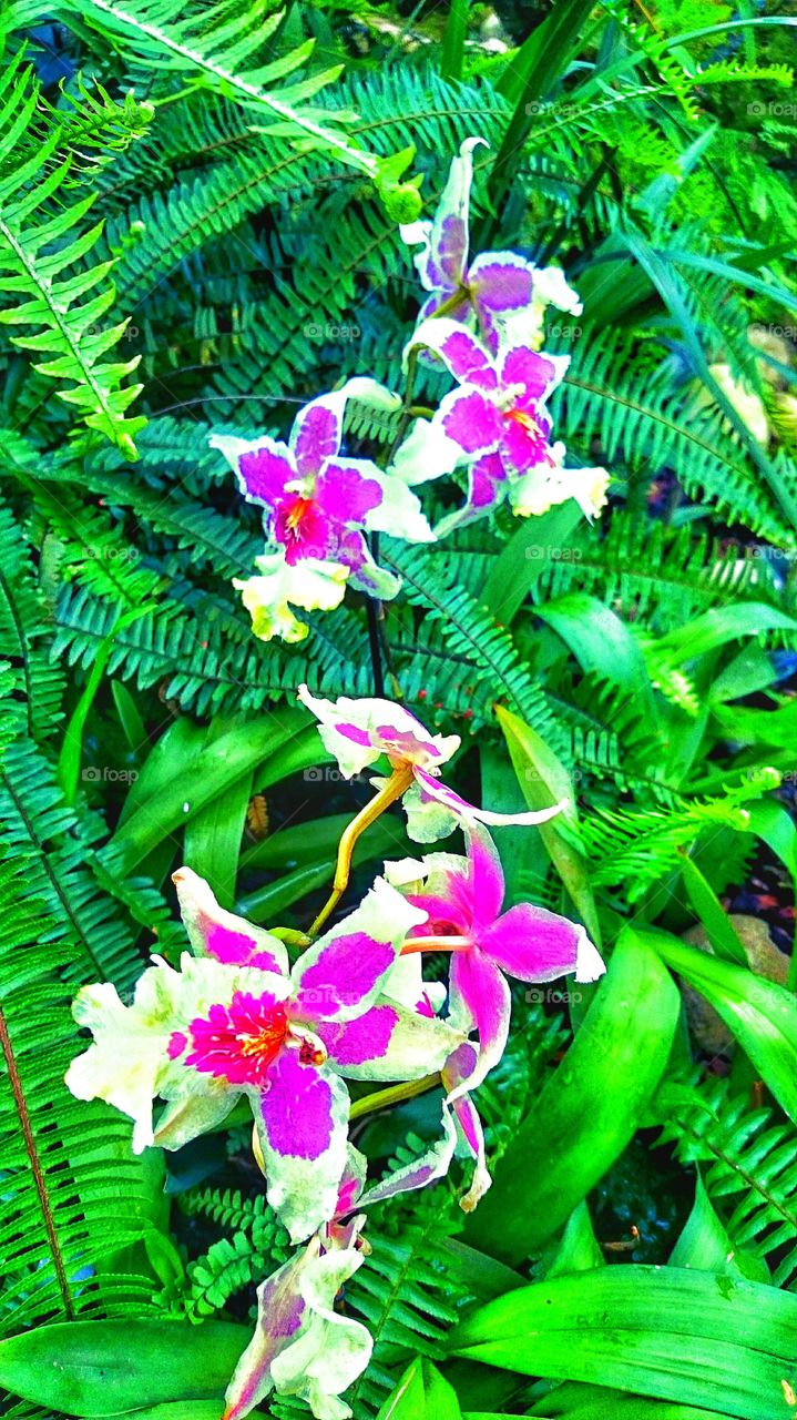 orchid beautiful colours . orchid family amazing 