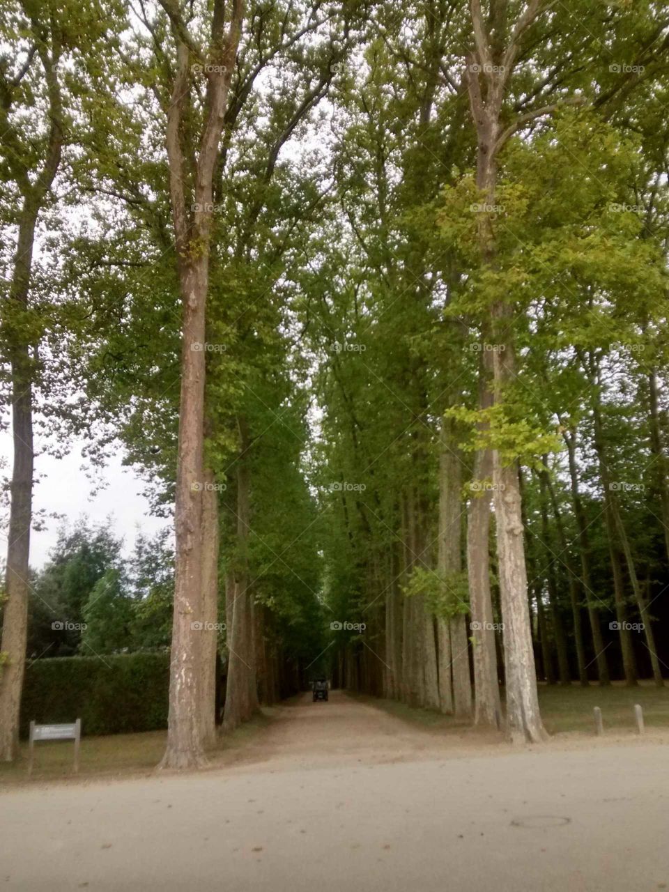 Palace gardens of versailles - France