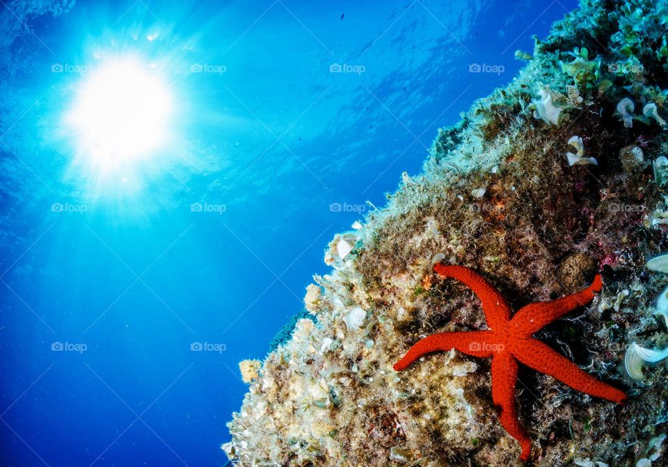 Italy Underwater Pictures