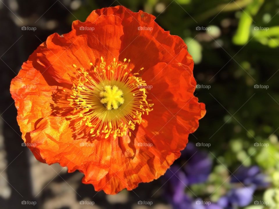 Orange flower
