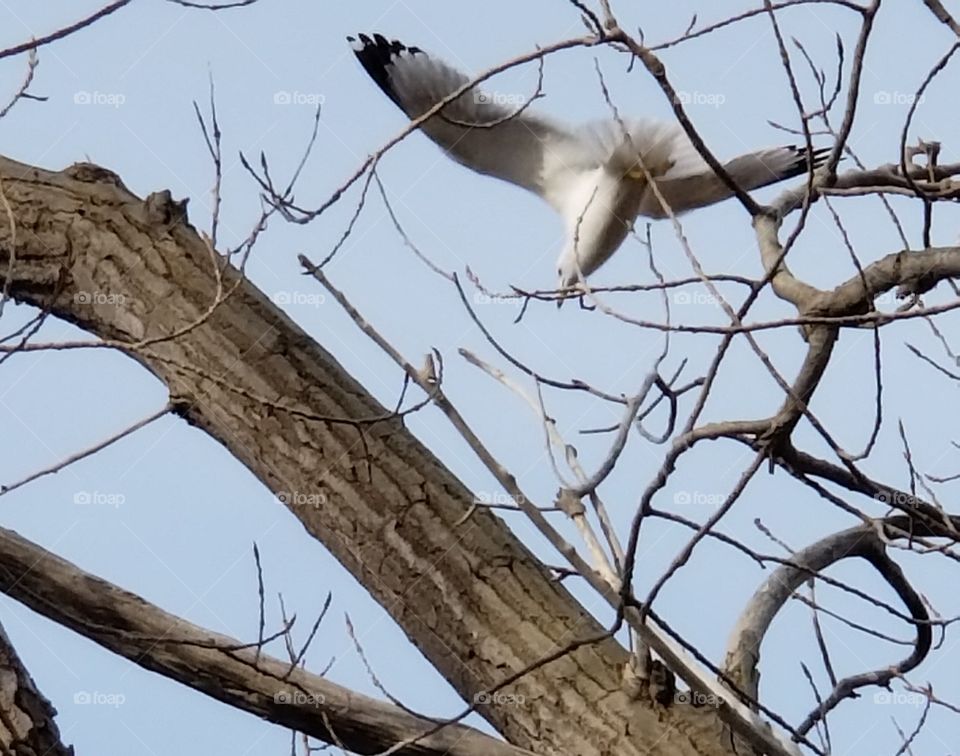 tree bird