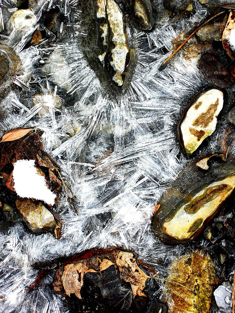 Streambed still life