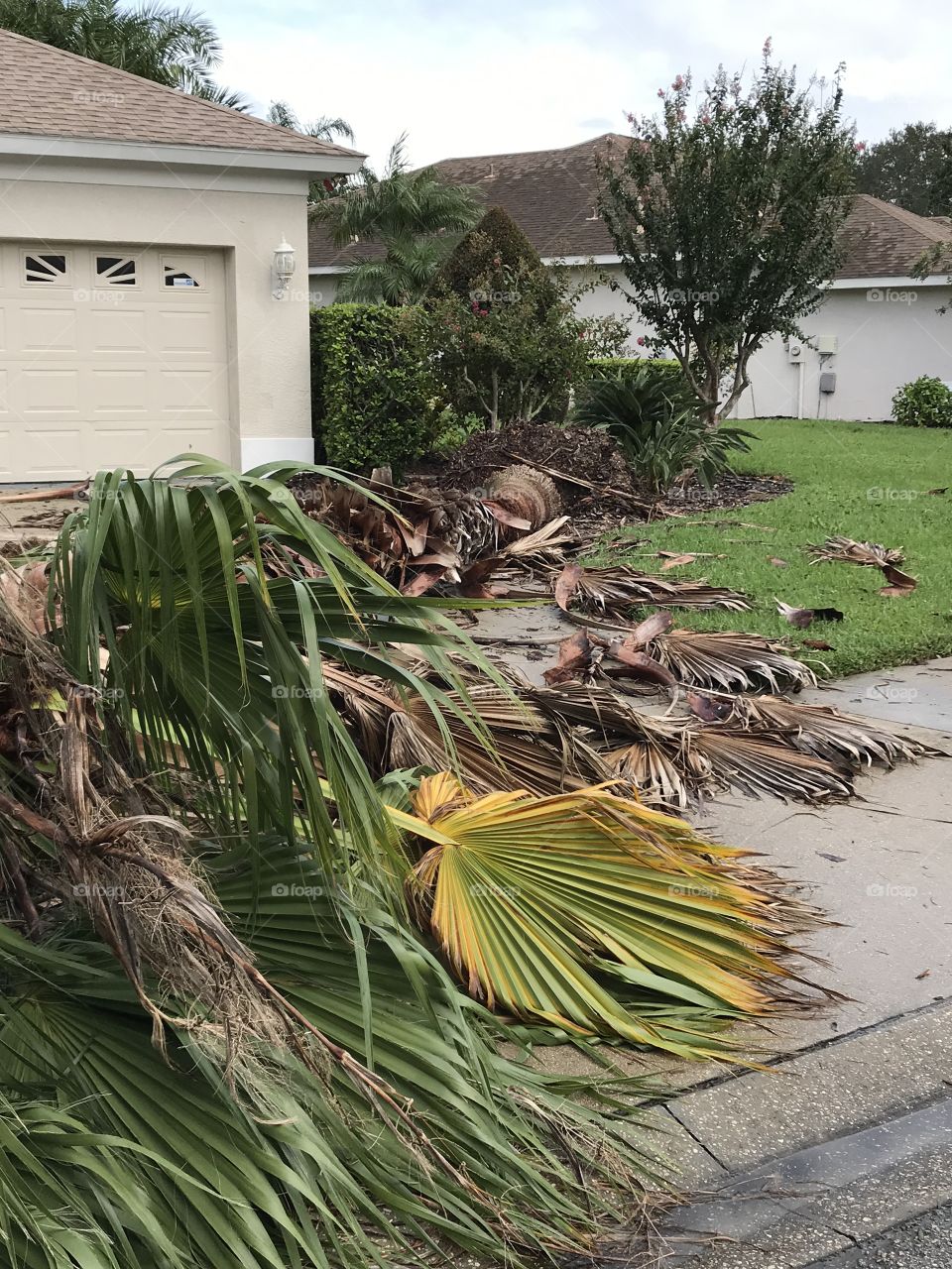 Palm tree down from hurricane Irma 