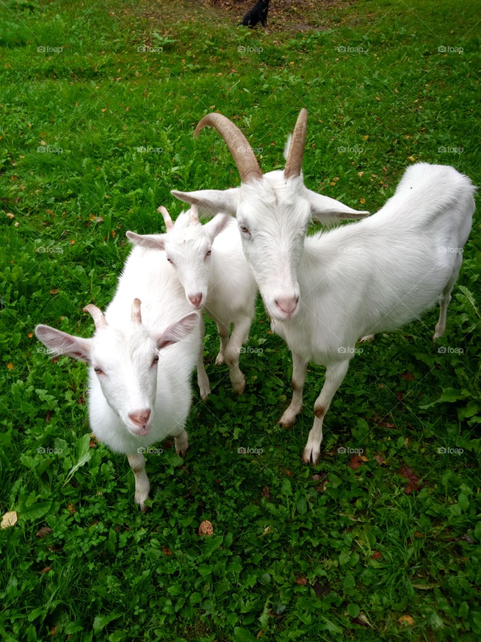 козы