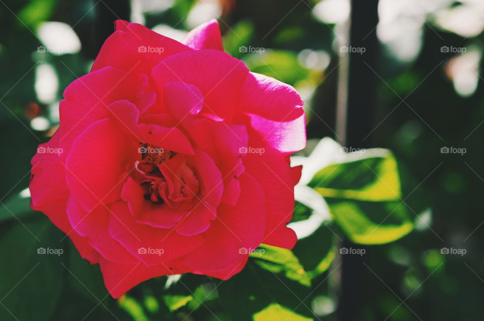 Flower, Nature, Rose, Leaf, No Person