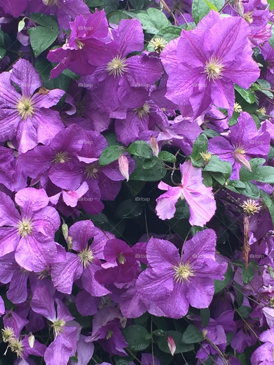 Purple flowers