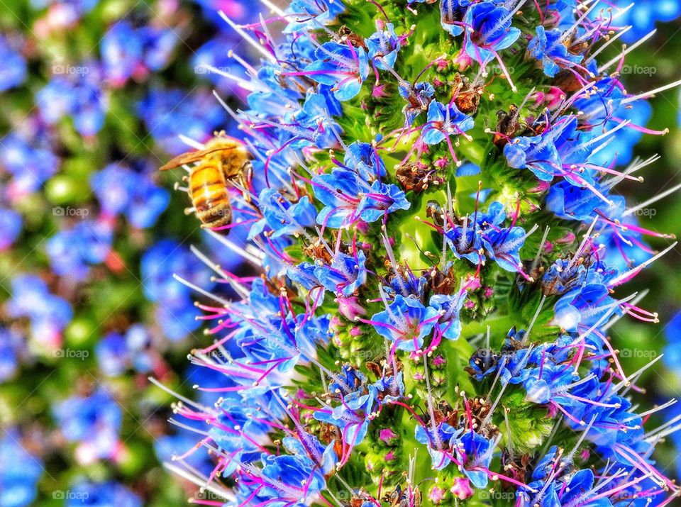 Bee Pollinating Purple Flowers
