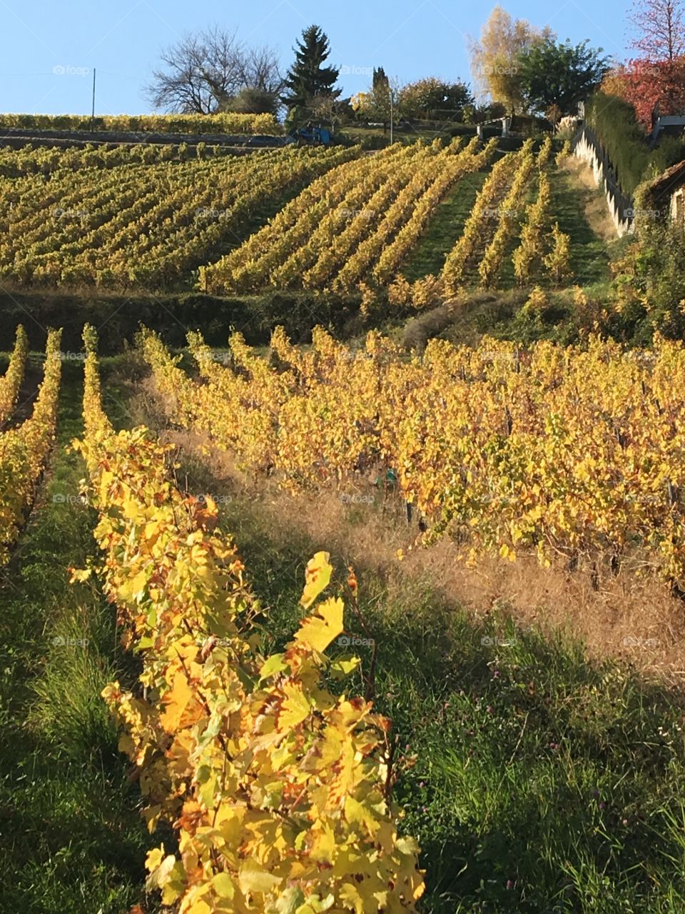 Vineyard in Savoy at autumn